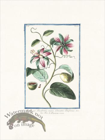 Bonelli 372 Passion flower